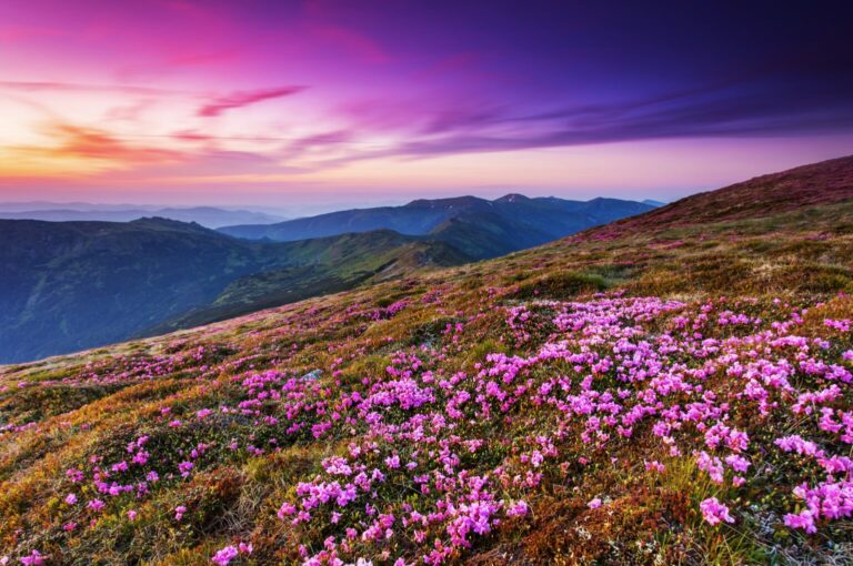 Purple Garden